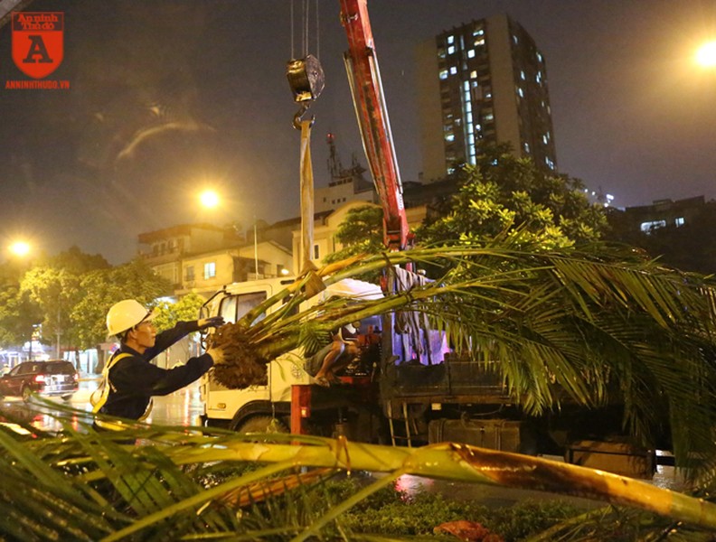Công nhân đội mưa trong đêm trồng cây phủ xanh dải phân cách